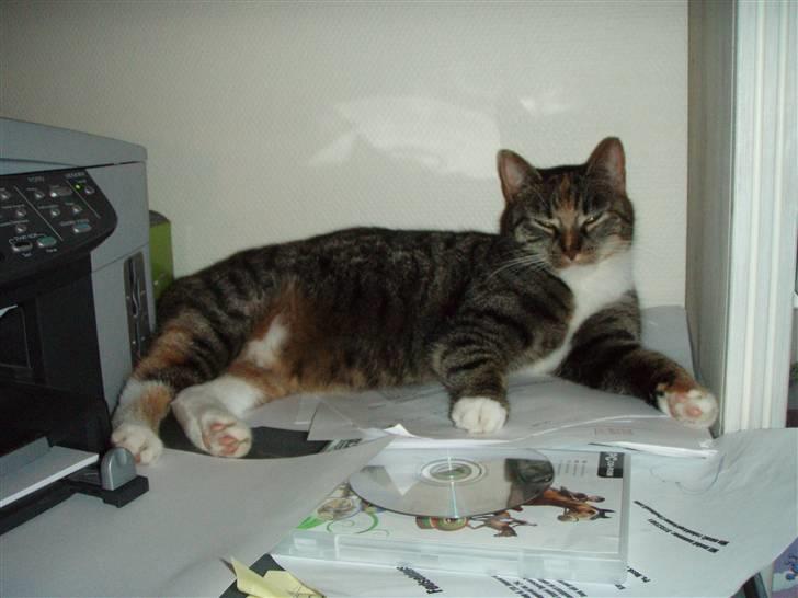 Huskat Gucci * Mor til dem alle* - Jeg har gemt mig fra mine killinger, så her ved printeren lægger man godt gemt (: billede 12