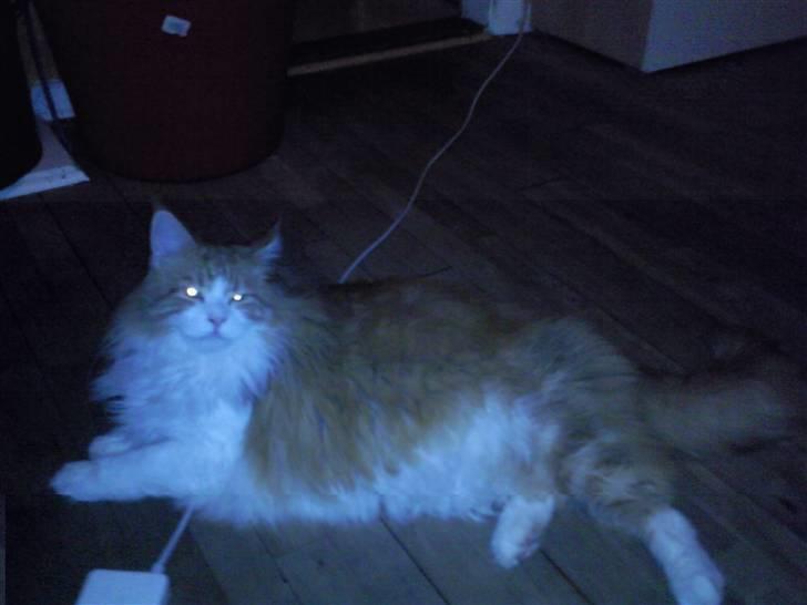 Maine Coon Trewlany's Aka. Max billede 1