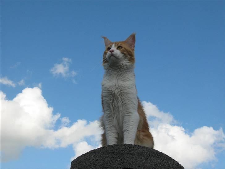 Maine Coon Trewlany's Aka. Max billede 2