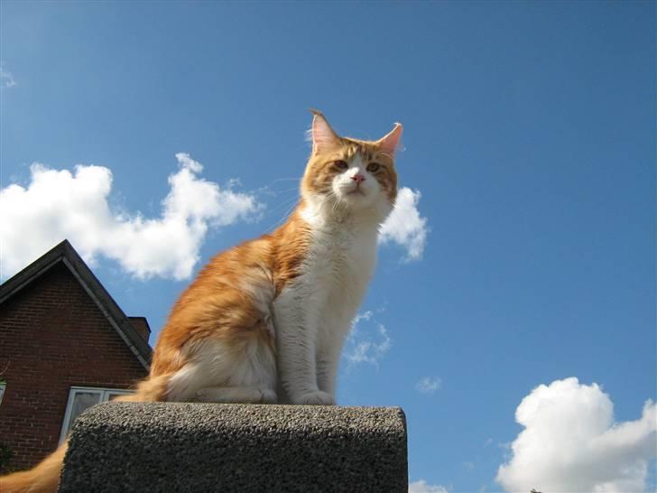 Maine Coon Trewlany's Aka. Max billede 3