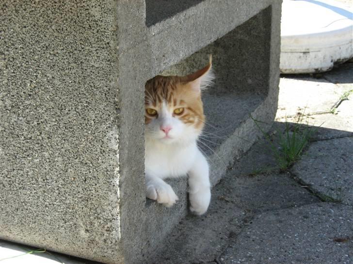 Maine Coon Trewlany's Aka. Max billede 4