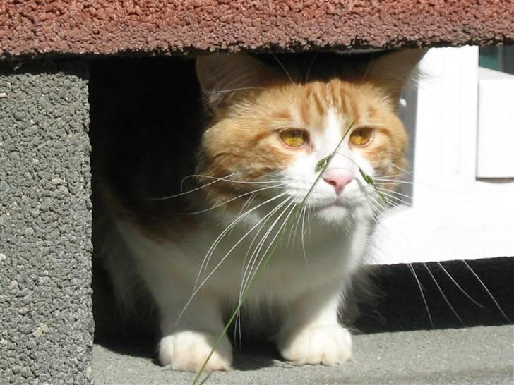 Maine Coon Trewlany's Aka. Max billede 5