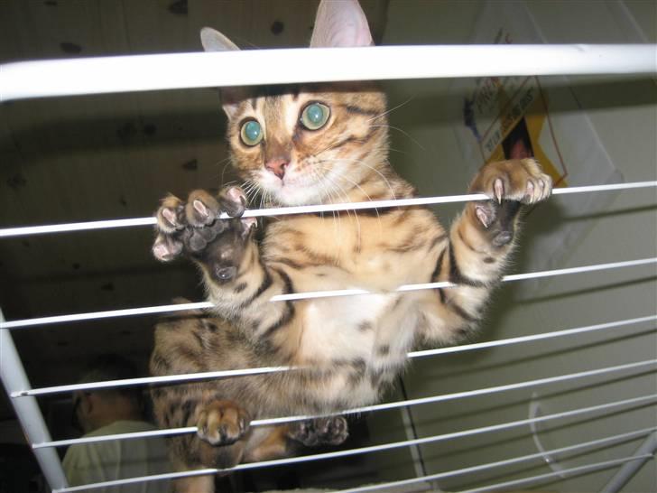 Bengal MisJa Linnea billede 12