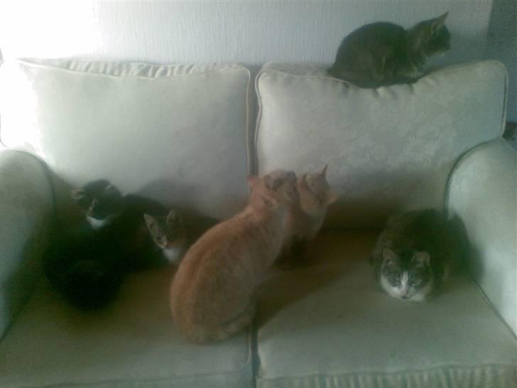 Blanding af racer denise billede 10