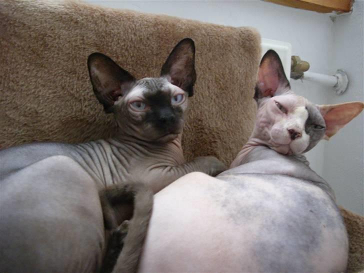 Sphynx Lara Croft billede 8