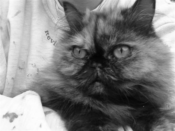 Perser Pythagoras Destiny billede 7