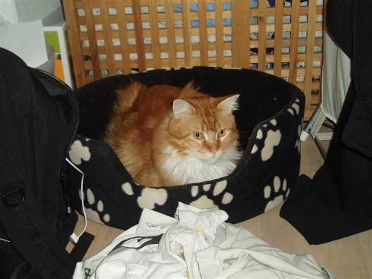 Maine Coon Winchester billede 1