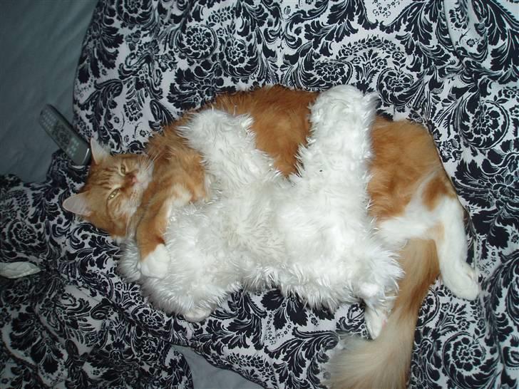 Maine Coon Winchester billede 2