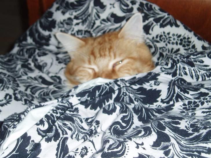 Maine Coon Winchester billede 3