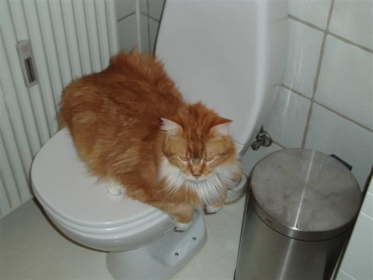 Maine Coon Winchester billede 4