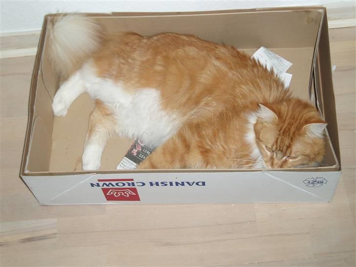 Maine Coon Winchester billede 5