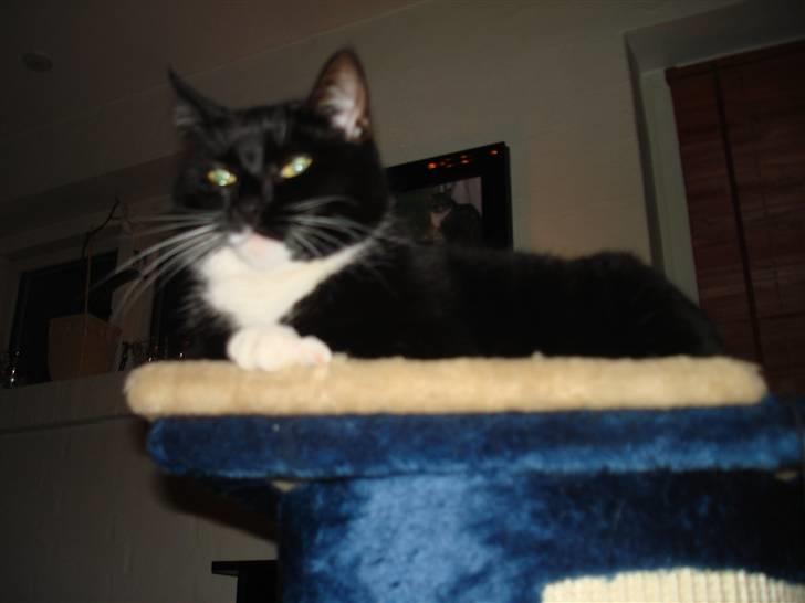 Huskat *Perle*^* Med to piger*^* billede 17