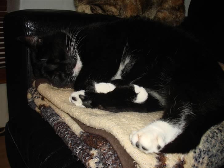 Huskat *Perle*^* Med to piger*^* billede 18