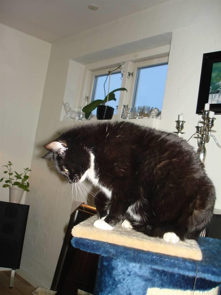 Huskat *Perle*^* Med to piger*^* billede 19