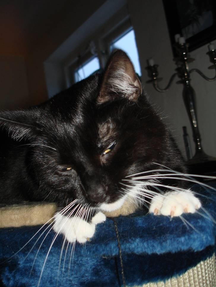 Huskat *Perle*^* Med to piger*^* billede 20