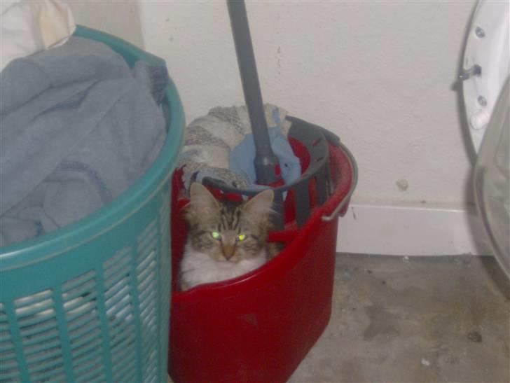 Maine Coon Freja - Ja man da sige du komme på spanden:-) billede 13