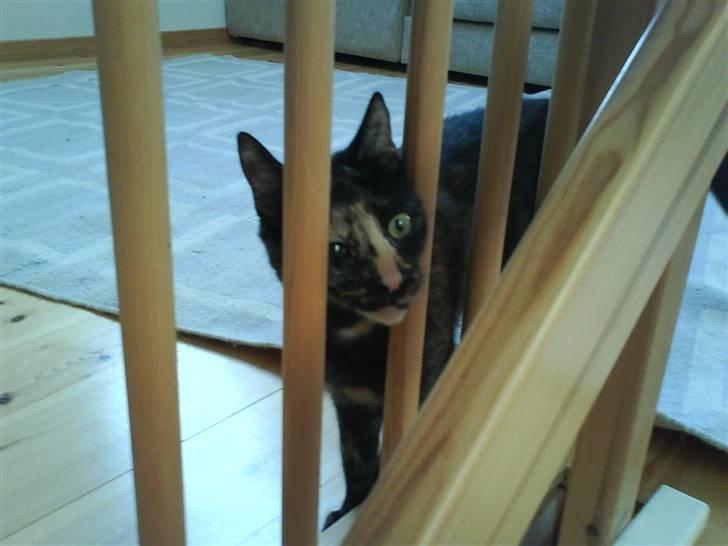 Huskat ziggy - her kommer jeeeeeg! ! ! ! ! ! ! ! ! ! ! ! ! ! ! ! ! ! ! billede 1