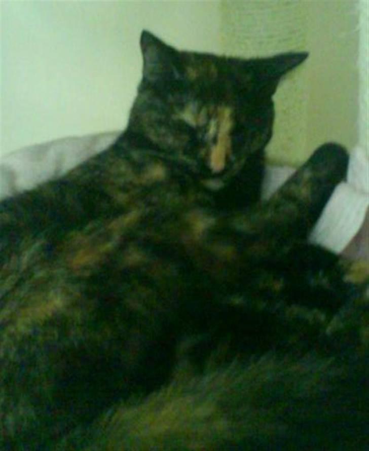 Huskat ziggy - uuuuuh.... putte putte billede 2