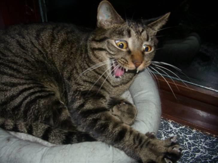 Blanding af racer Balder - Argh. EN MUS!! billede 15