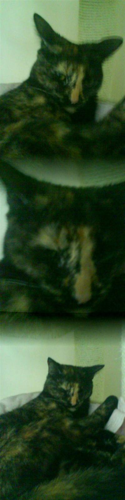 Huskat ziggy - her er skønt :) billede 3