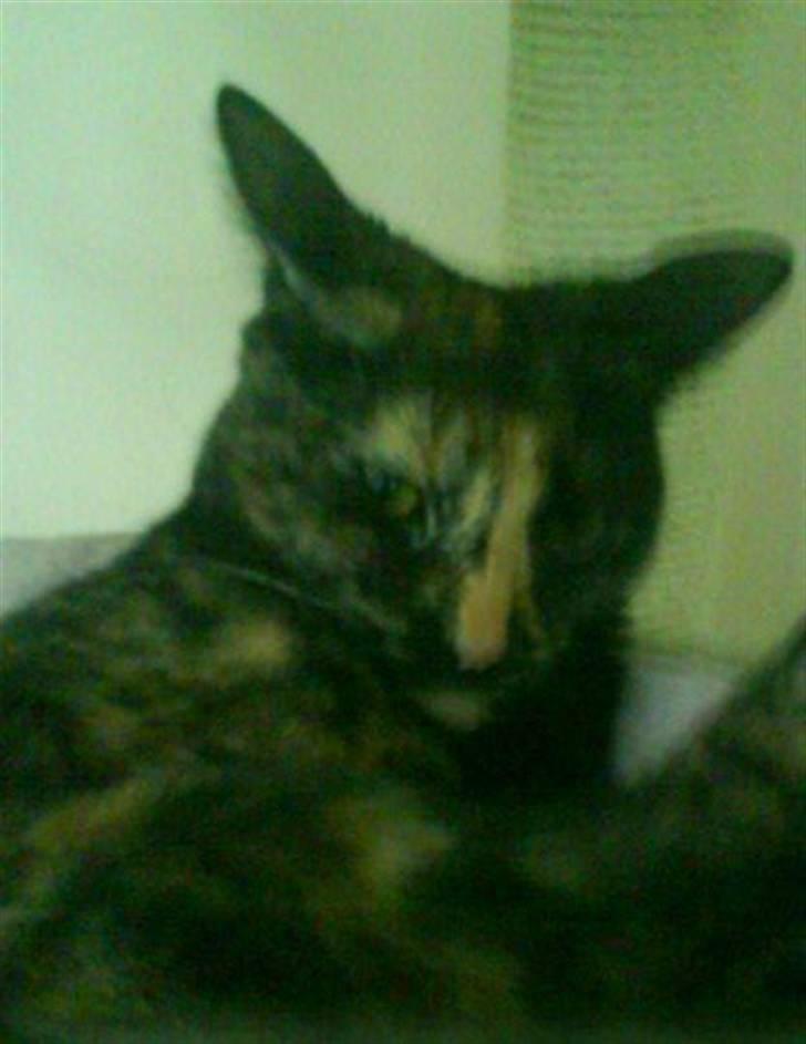 Huskat ziggy - rrrrrrrrrrrrr....  jeg spinder for live men det er ikke godt nok, så godt jeg har det billede 4