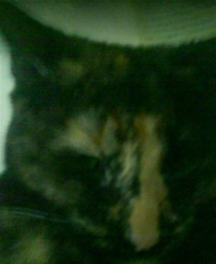 Huskat ziggy - er jeg ikke skøn, bare tag billeder af mig :) :) :) :) :) :) billede 5