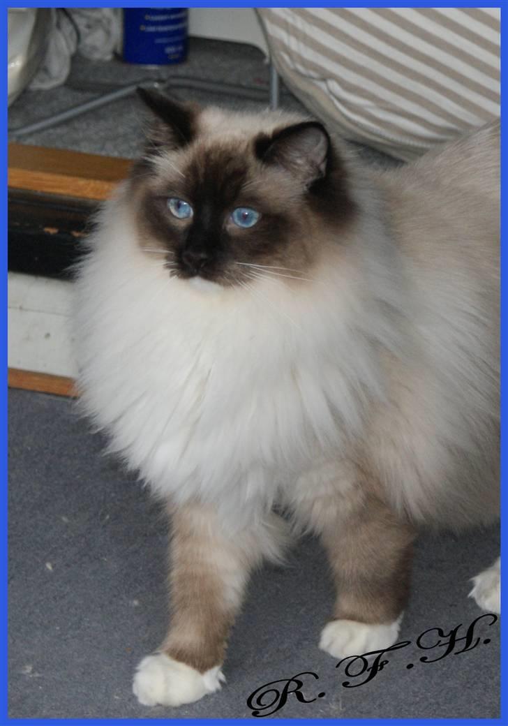 Ragdoll Hannibal billede 5