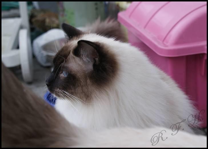 Ragdoll Hannibal billede 6