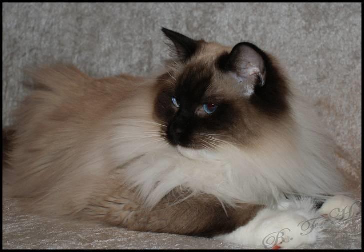 Ragdoll Hannibal billede 7