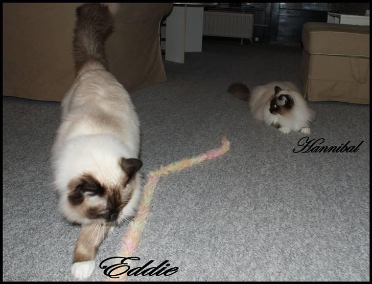 Ragdoll Hannibal billede 8