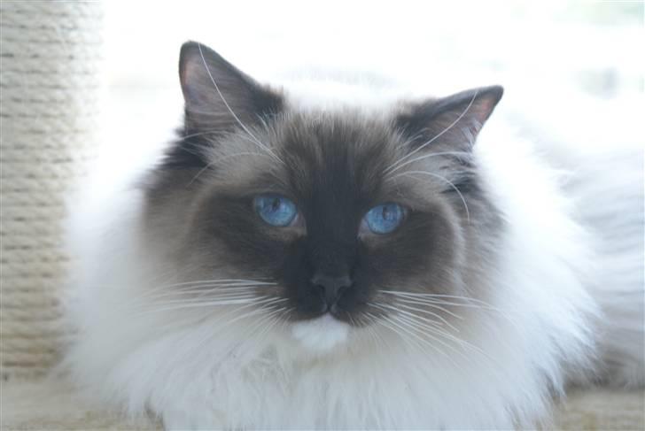 Ragdoll Hannibal billede 9