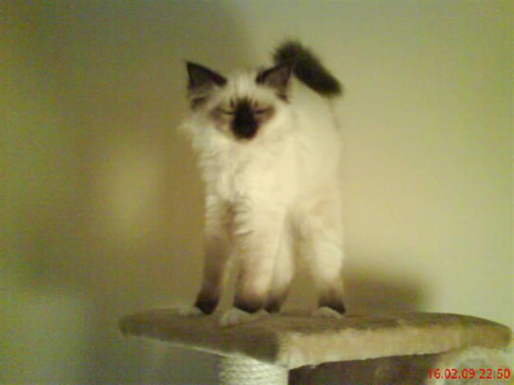 Hellig Birma Sisse - uha lige vågnet. billede 1