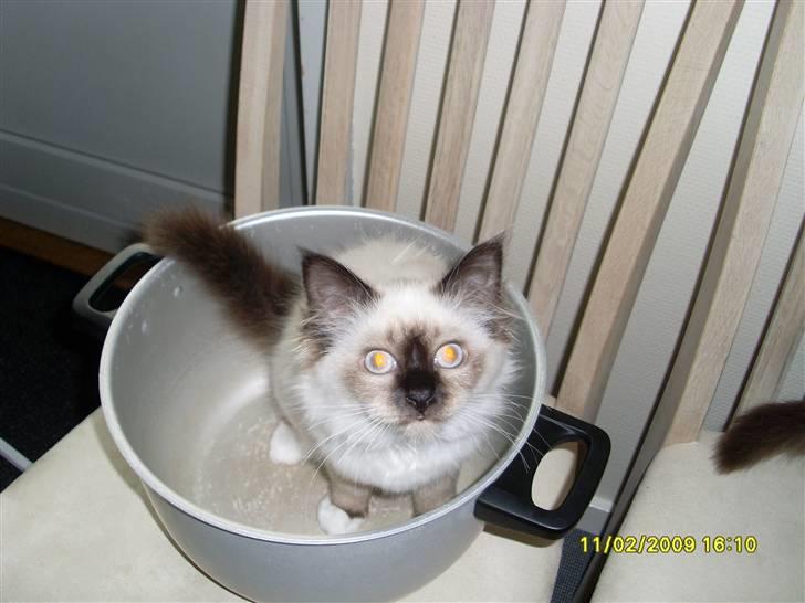 Hellig Birma Sisse - Katte til mad =^.^=  billede 2