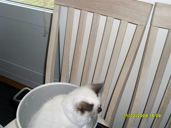 Hellig Birma Sisse - Endnu et billed af Sisse i Gryden. billede 3