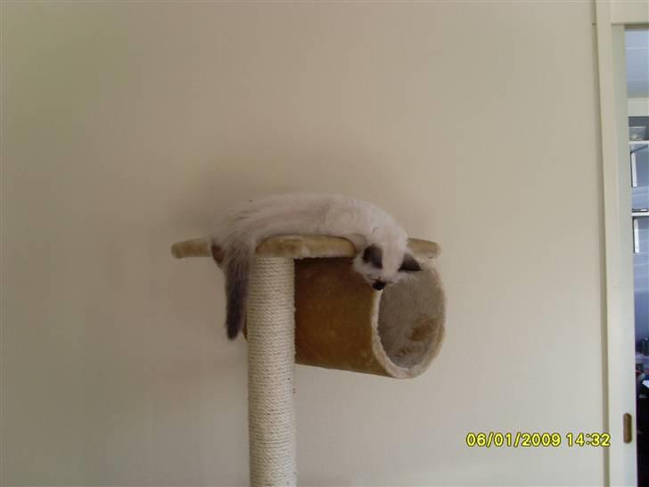 Hellig Birma Sisse - Det er livet at være kat. billede 4