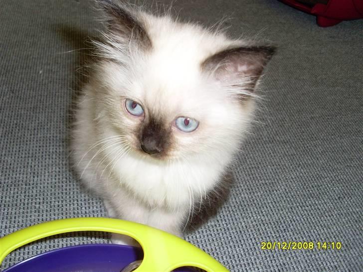 Hellig Birma Sisse - Dagen hvor hun flyttede ind. 20/12 billede 5