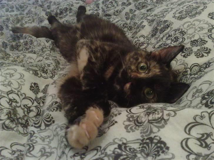 Huskat ,.-´*PEPSI*´-., billede 11