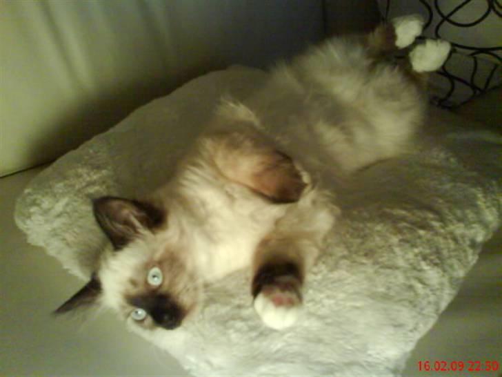 Hellig Birma Nuggie - Siger godmorgen og frisk til at være ´fotomodel´  billede 1