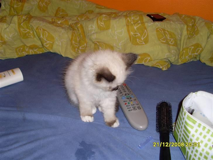 Hellig Birma Nuggie - Af Nuggie fra den 21/12 dagen efter hun flyttede ind billede 2