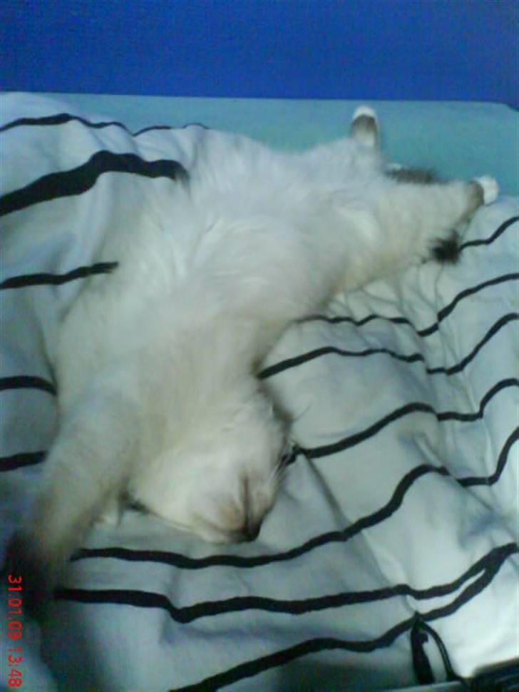 Hellig Birma Nuggie - Fuldstendig magelig billede 3