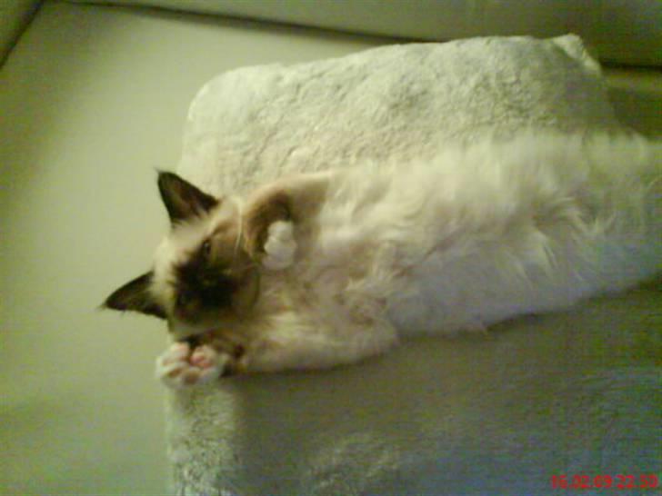 Hellig Birma Nuggie - Lige vågnet efter en lur billede 4