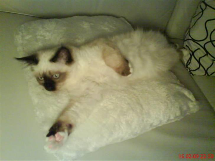 Hellig Birma Nuggie - Lige vågnet efter en lur billede 5