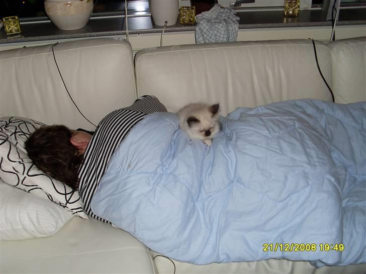 Hellig Birma Nuggie - Her ligger Nuggie og sover hos mor billede 6