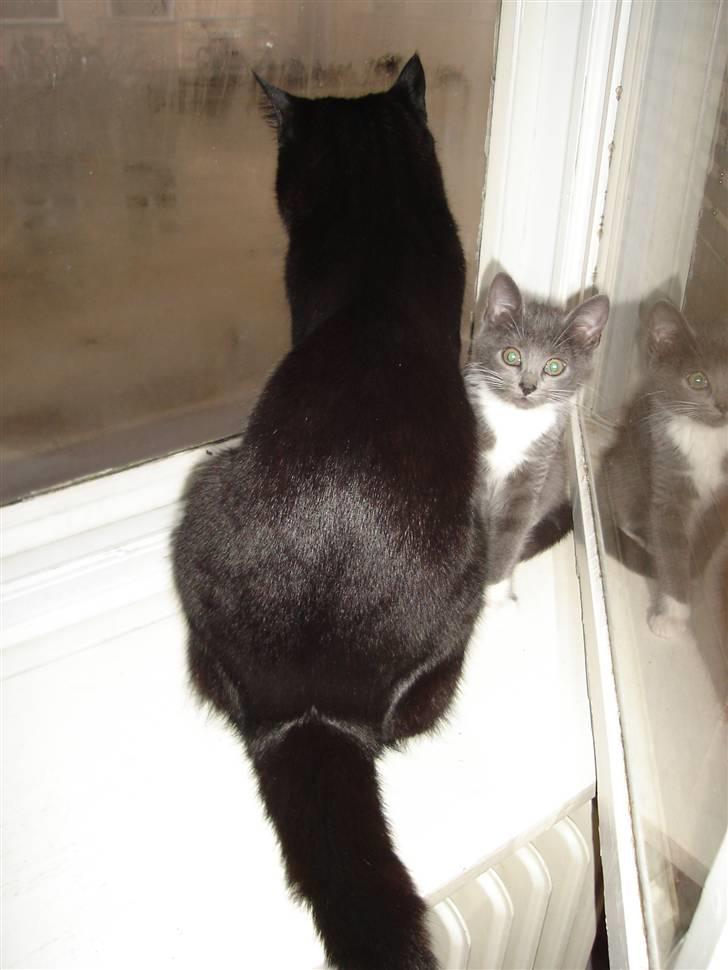 Huskat Cleo - Min lille skat gemmer sig bag store farlige King... Hvor er det bare sødt...  billede 15