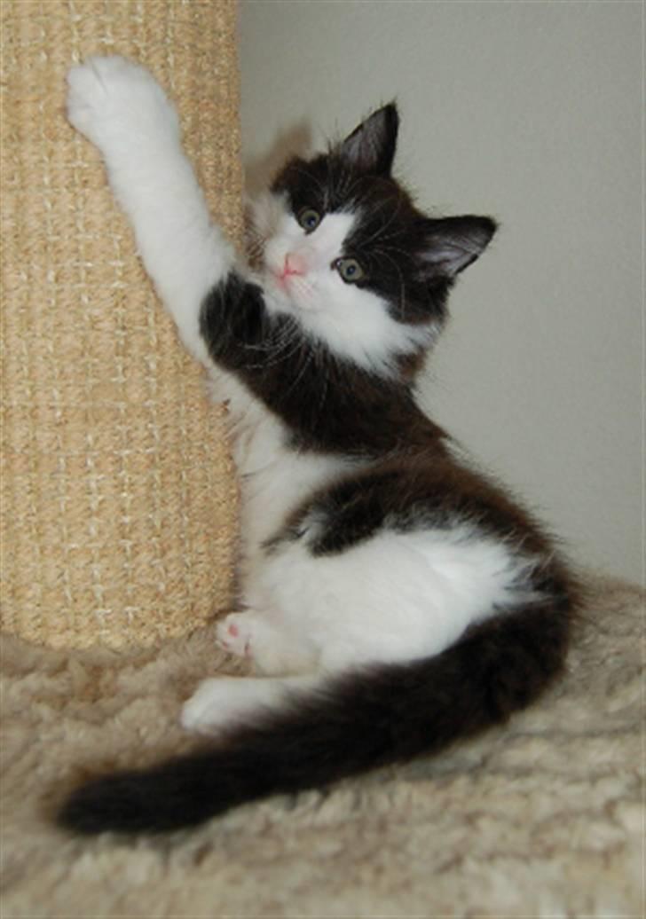 Maine Coon Krammedyret Orlando(poly) - Orlando P 7 uger gammel billede 7