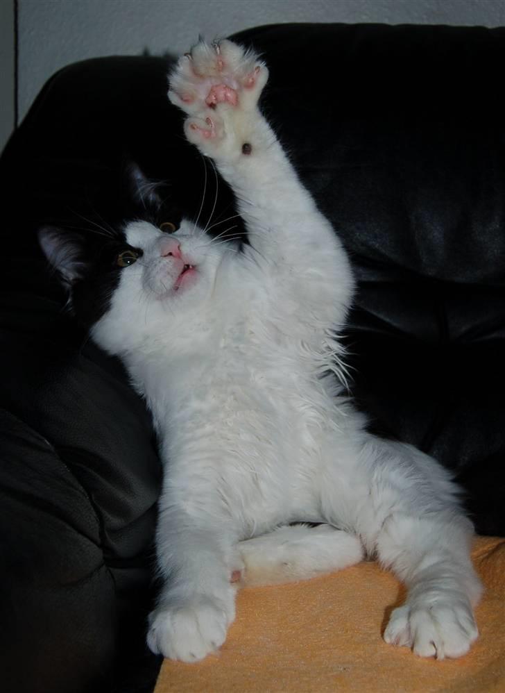 Maine Coon Krammedyret Orlando(poly) - Orlando P 6 mdr gammel billede 8