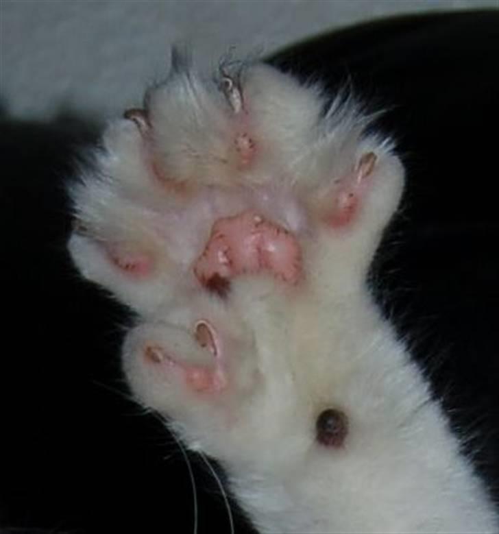 Maine Coon Krammedyret Orlando(poly) - Orlando´s venstre for pote.  billede 9