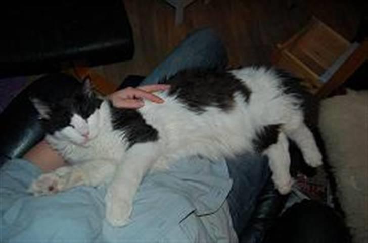 Maine Coon Krammedyret Orlando(poly) - Orlando P har indtaget sin ynglings plads (6 mdr gammel & 5,2 kg) billede 10