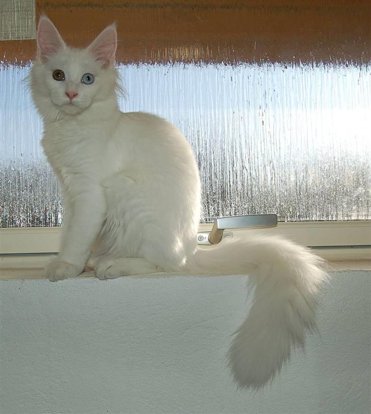 Maine Coon Krammedyret Nellie - Nellie 4 mdr & 1 uge gammel billede 8