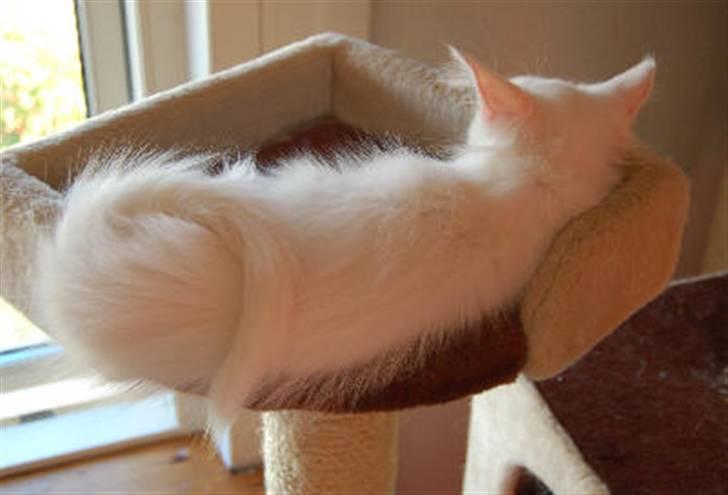 Maine Coon Krammedyret Nellie - Nellie 4 mdr gammel billede 9